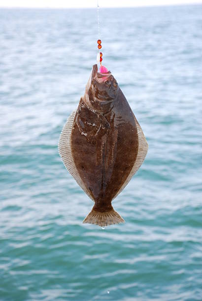 fluke oder sommer flunder (paralichthys dentatus - scholle stock-fotos und bilder