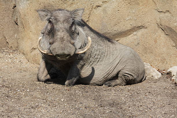 Warzenschwein trete – Foto