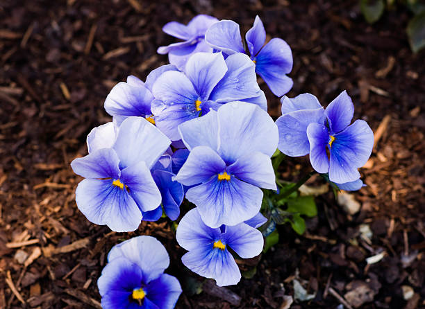 Flores - fotografia de stock