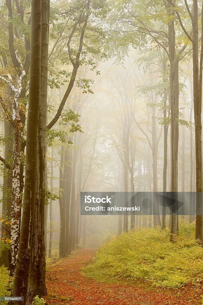 autumnal a misty forest Trail - Foto de stock de Abedul libre de derechos