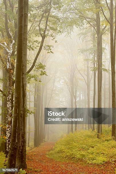 Autumnal A Misty Forest Trail Foto de stock y más banco de imágenes de Abedul - Abedul, Aire libre, Aliso