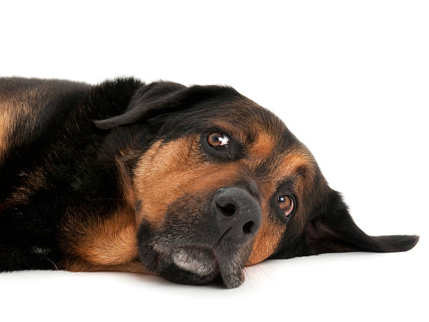 istock Tired dog lying on floor looking sad 147060596