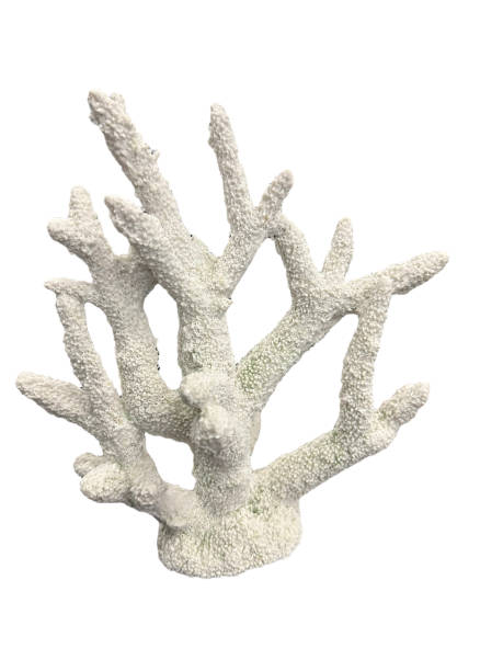 흰색 배경에 격리된 흰색 산호 스톡 사진