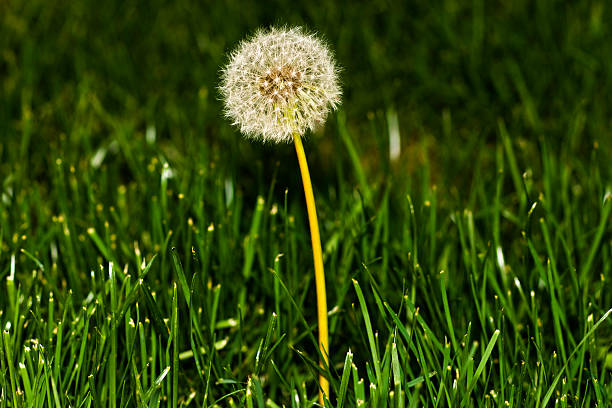 Diente de león - foto de stock