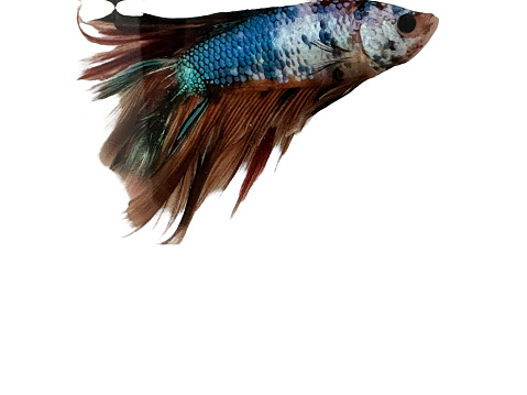 Betta fish isolated on white background