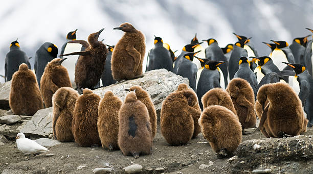 Penguin Squabble In a crowded colony, two King Penguin (Oakum Boy) chicks fight over a place on rock with a view. Taken at St. Andrews Bay, South Georgia. penguins fighting stock pictures, royalty-free photos & images