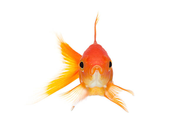 goldfish front view isolated on white stock photo