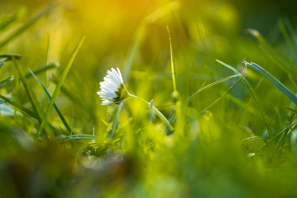 White daisies close-up in green grass with dew drops. On the sunset.