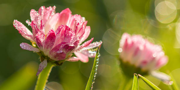 istock White daisies close-up in green grass with dew drops. 1470606867