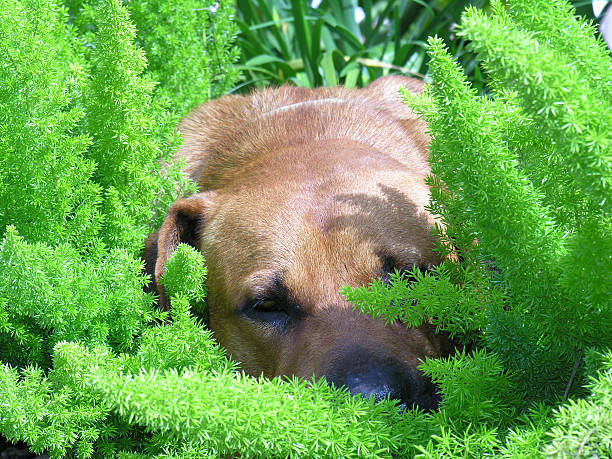 Dog laying down on top and in between of green bushes in a nice sunny day