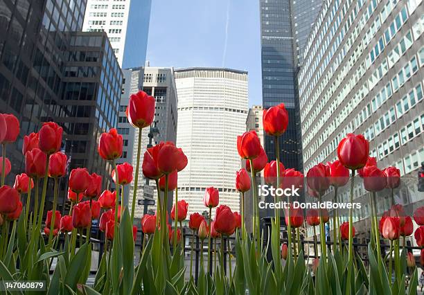 Rote Tulpen Auf Park Avenue New York City Stockfoto und mehr Bilder von Blume - Blume, Blütenblatt, Fotografie