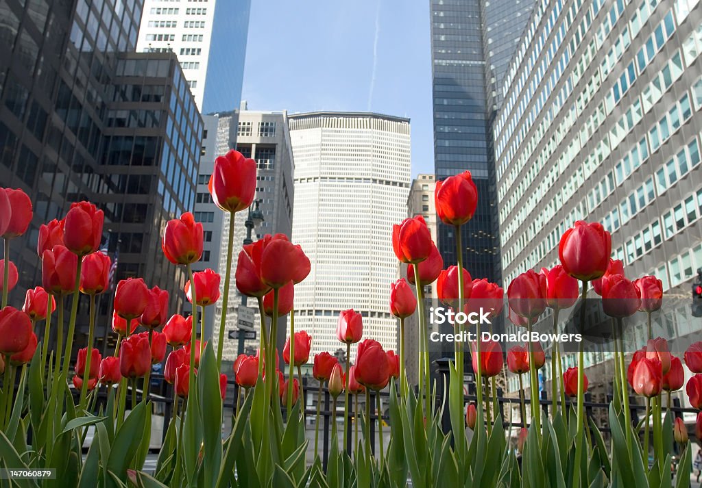 Tulipanes rojos en Park Ave de la ciudad de Nueva York - Foto de stock de Aire libre libre de derechos