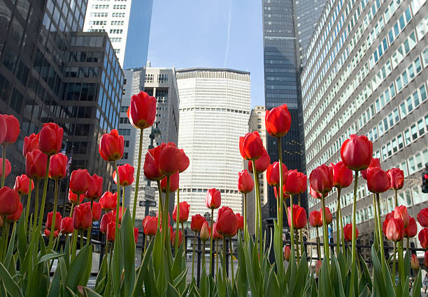 Bright red tulips on Park Ave in New York City stock photo