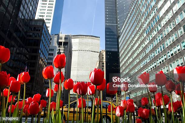 Closeup Of Red Tulips On New York Citys Park Avenue Stock Photo - Download Image Now