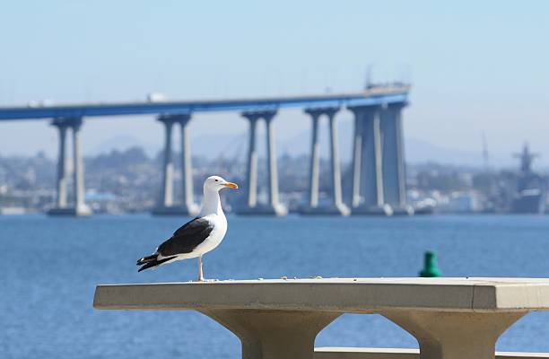 gabbiano - san diego california bridge coronado beach outdoors foto e immagini stock