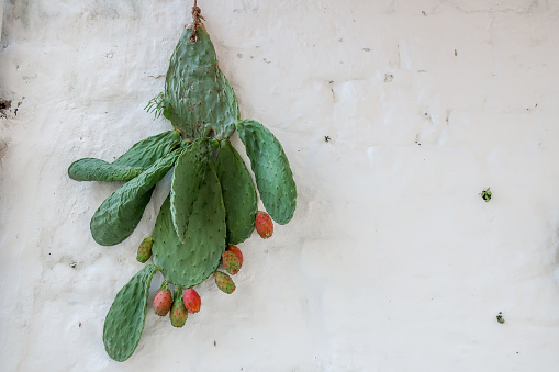 Hanging cactus leaf on white house wall in southern Italy