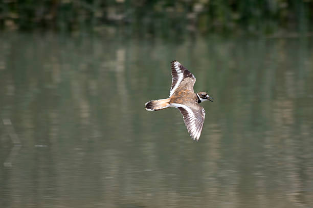 killdeer stock photo