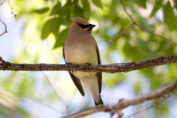 Cedar Waxwing stock photo