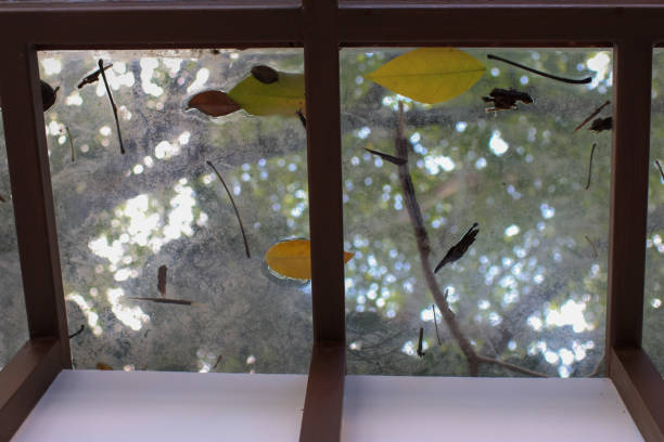 Brown leaves fall on a greenhouse window roof. under the tree. Leave space for writing text background..