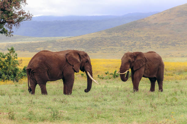 istock Elephants grazing in the May grass 1470612483
