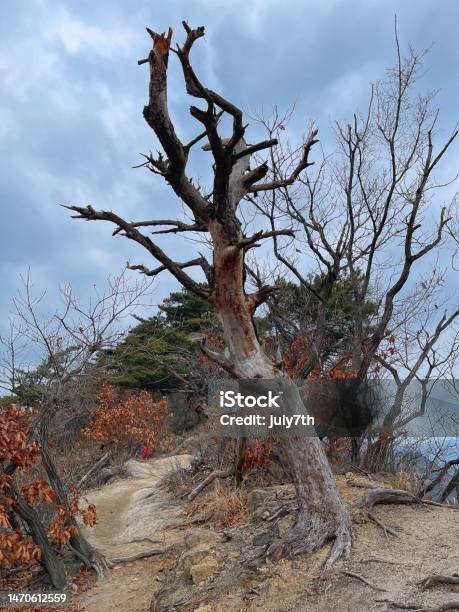 Tree Dead Cold Dead Tree At The Winter Mountain In Korea Stock Photo - Download Image ...