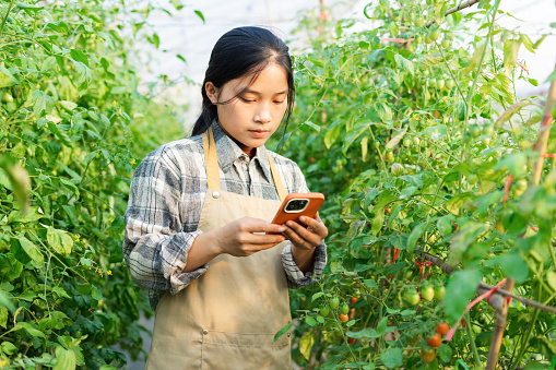 Asian female farmer portrait in cherry tomato garden