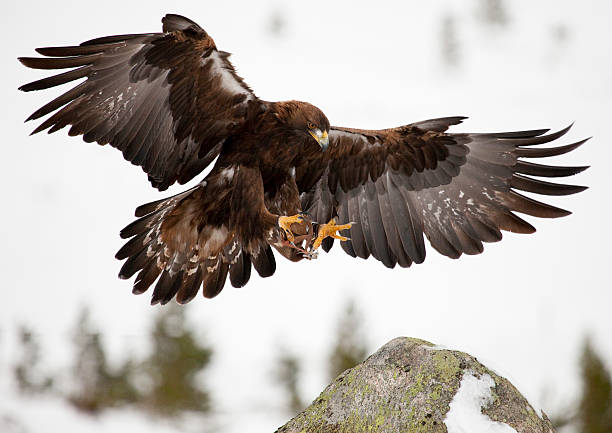 águila real han desembarcado - aguila real fotografías e imágenes de stock