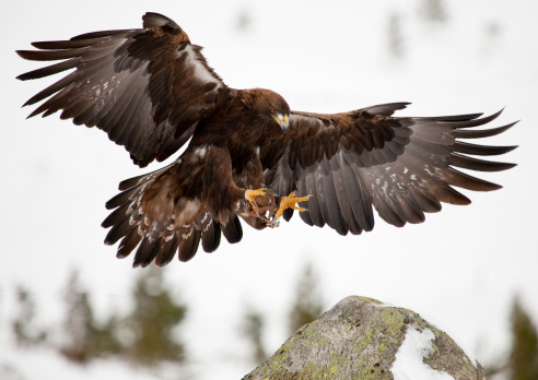 A golden eagle in the snowy mountains