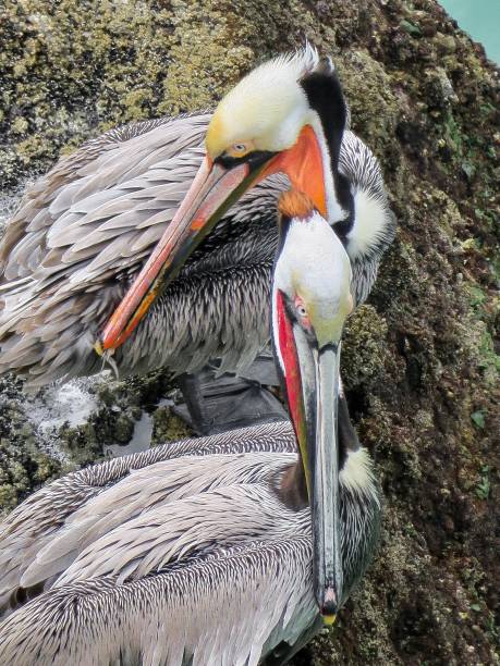 istock The Pelican Couple 1470616079