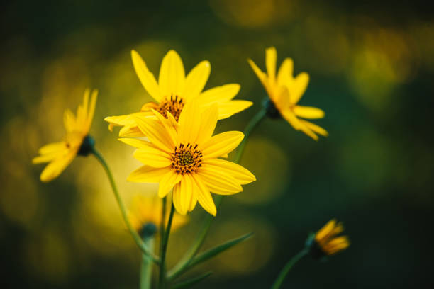 istock Yellow flower background. Beautiful natural background. 1470617693