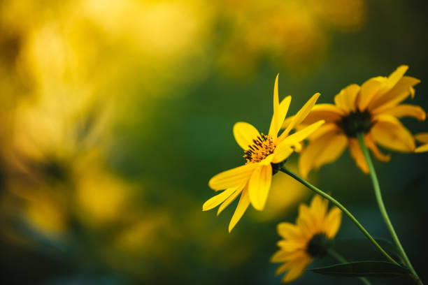 sfondo giallo del fiore. bellissimo sfondo naturale. - girasole di daisy foto e immagini stock