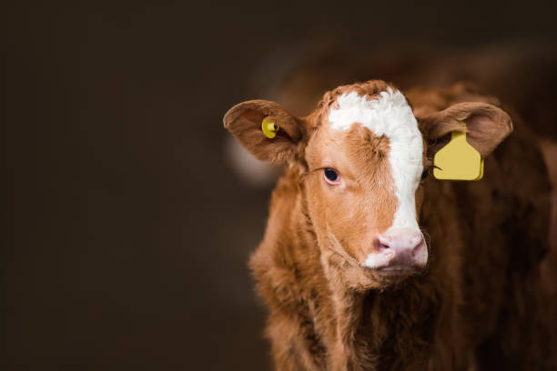 istock Brown cow calf standing in a barn 1470617795