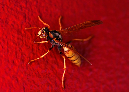 Wasp Closeup Alien Like Creature - Insect against window and red wall. Closeup showing detail and focused selectively on eyes.