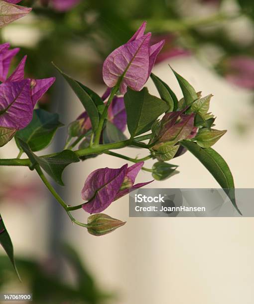 Close Up Of A Purple Бугенвиллея Plant Branch — стоковые фотографии и другие картинки Абстрактный - Абстрактный, Без людей, Ботаника