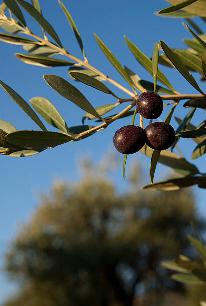 istock Ripe Montepulcianio Olives, Italy 147061901