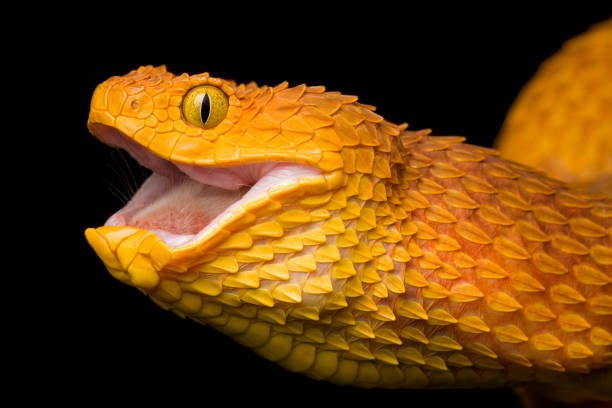 istock Venomous Bush Viper swallowing it's prey 1470619099