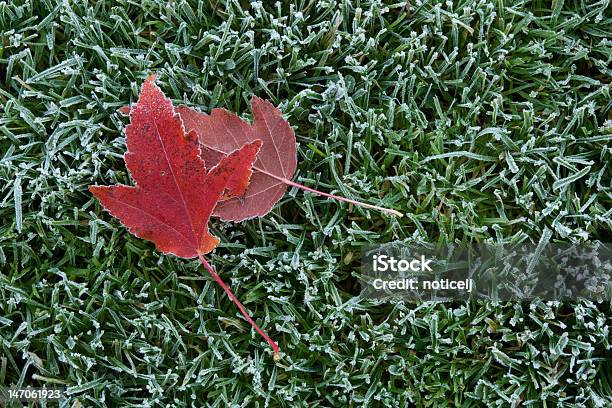 Frost Stock Photo - Download Image Now - Autumn, Frost, Frozen