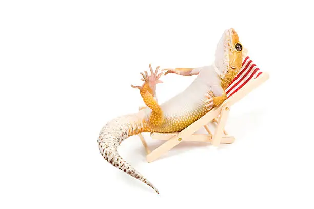 Gecko relaxing in beach-chair isolated on white