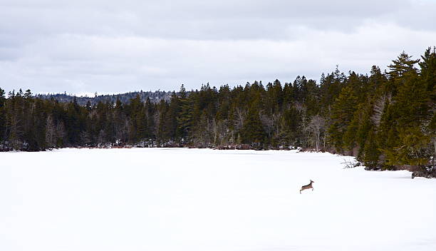 istock Deer on Frozen Lake 147062104