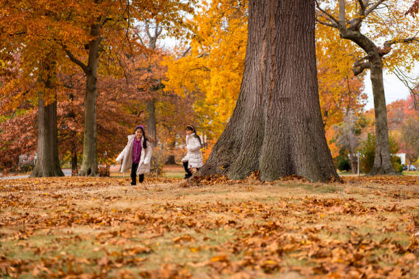 istock Two young asian girls running around big tree 1470621436
