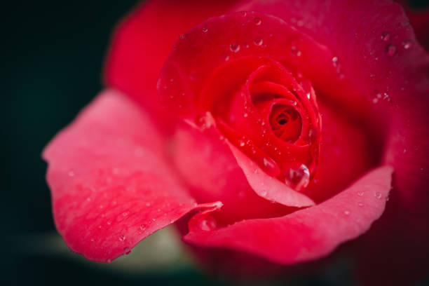 red rose in bloom in garden