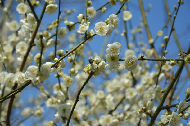 istock a little bee show its butt on the light yellow plum 1470622809