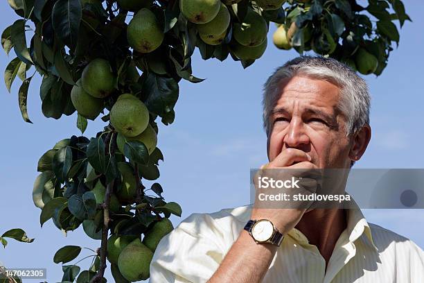 Alter Mann Essen Pears Im Orchard Stockfoto und mehr Bilder von 45-49 Jahre - 45-49 Jahre, 50-54 Jahre, Aktiver Senior