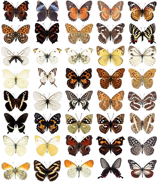 40 の蝶 - malachite butterfly ストックフォトと画像