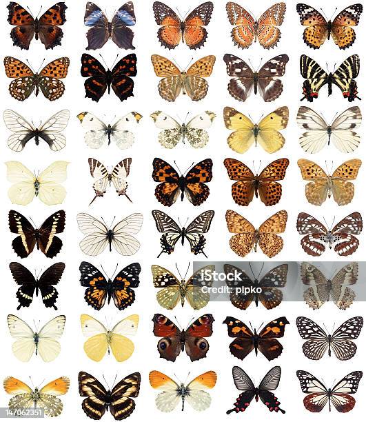 40 나비 나비에 대한 스톡 사진 및 기타 이미지 - 나비, 흰색 배경, 컷아웃