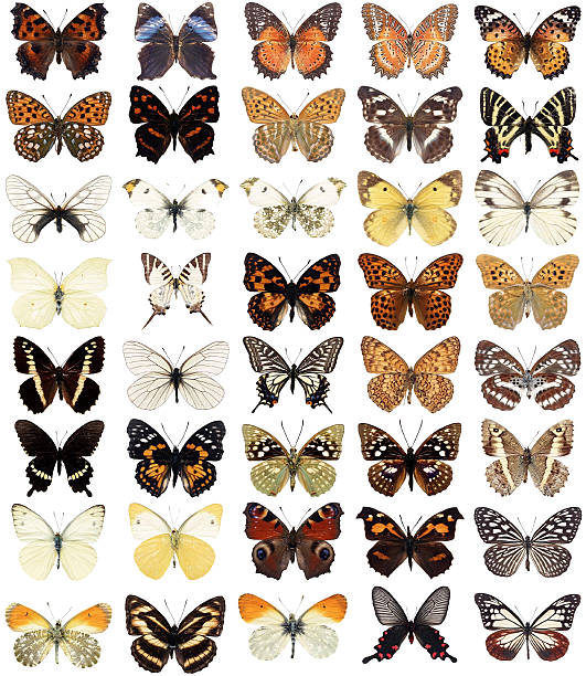 istock Forty  butterflies 147062351