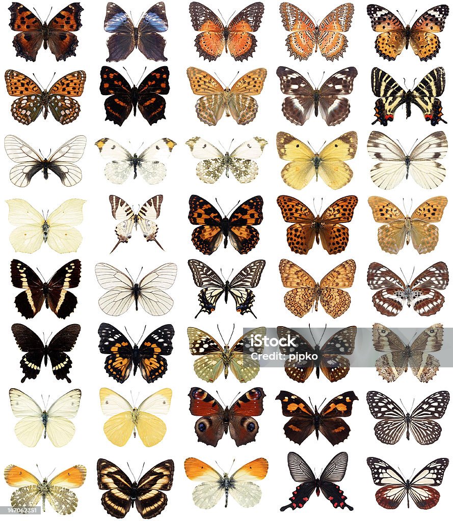 Czterdzieści motyle - Zbiór zdjęć royalty-free (Motyl)