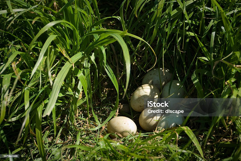 Uova in un nido di anatra - Foto stock royalty-free di 2000-2009