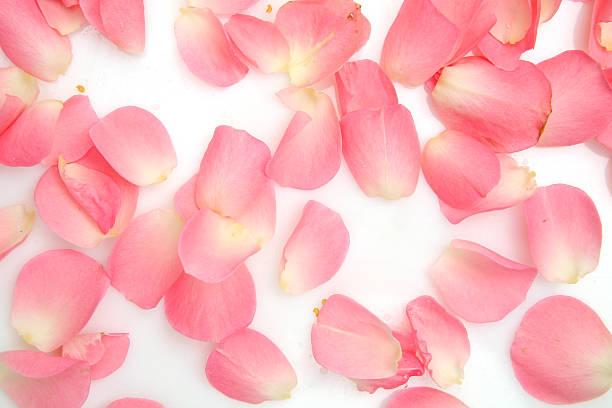 istock Petals of pink roses 147062581