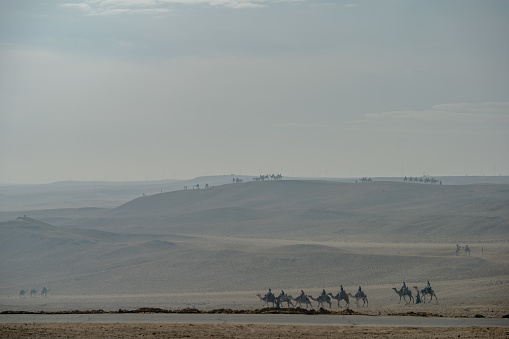 Camel Rides on the Sahara Desert Sand